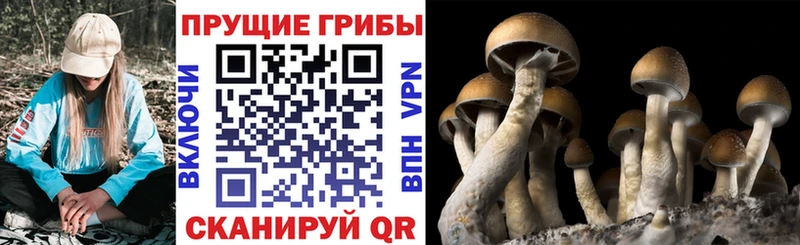 как найти наркотики  Голицыно  Псилоцибиновые грибы MAGIC MUSHROOMS 